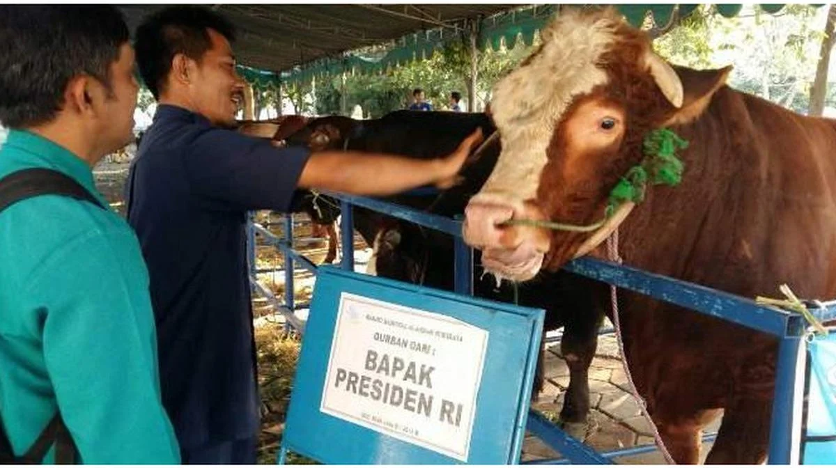 BRI Group Bagikan Lebih dari 5000 Hewan Kurban di Indonesia