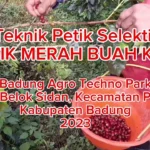 Ketua DPRD Badung Hadiri Panen Kopi Petik Merah di Badung Agro Techno Park