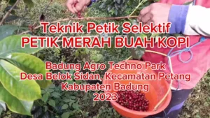 Ketua DPRD Badung Hadiri Panen Kopi Petik Merah di Badung Agro Techno Park