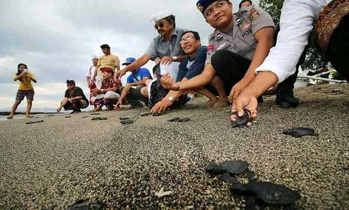 Musim Bertelur Dimulai, Relawan dan Nelayan Selamatkan Ratusan Telur Penyu Hijau di Pantai Camplung