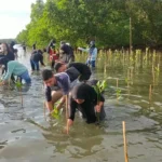 Wali Kota Jaya Negara Ikuti Penanaman 3.000 Mangrove di Pedungan, Perkuat Aksi Jaga Ekosistem Pesisir