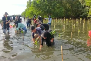 Wali Kota Jaya Negara Ikuti Penanaman 3.000 Mangrove di Pedungan, Perkuat Aksi Jaga Ekosistem Pesisir